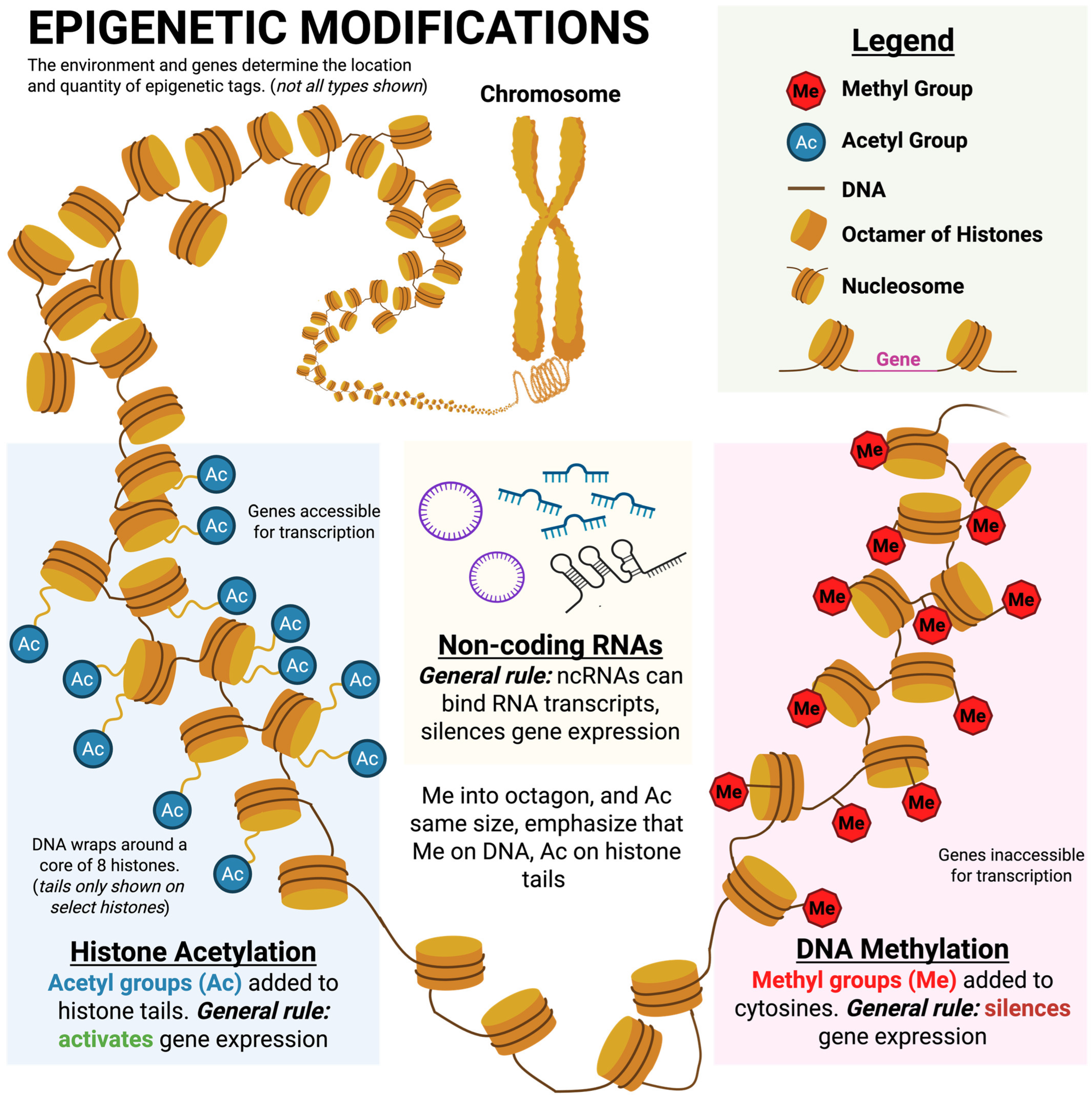 Understanding Epigenetics and Its Role in Trauma Transmission: Primer ...