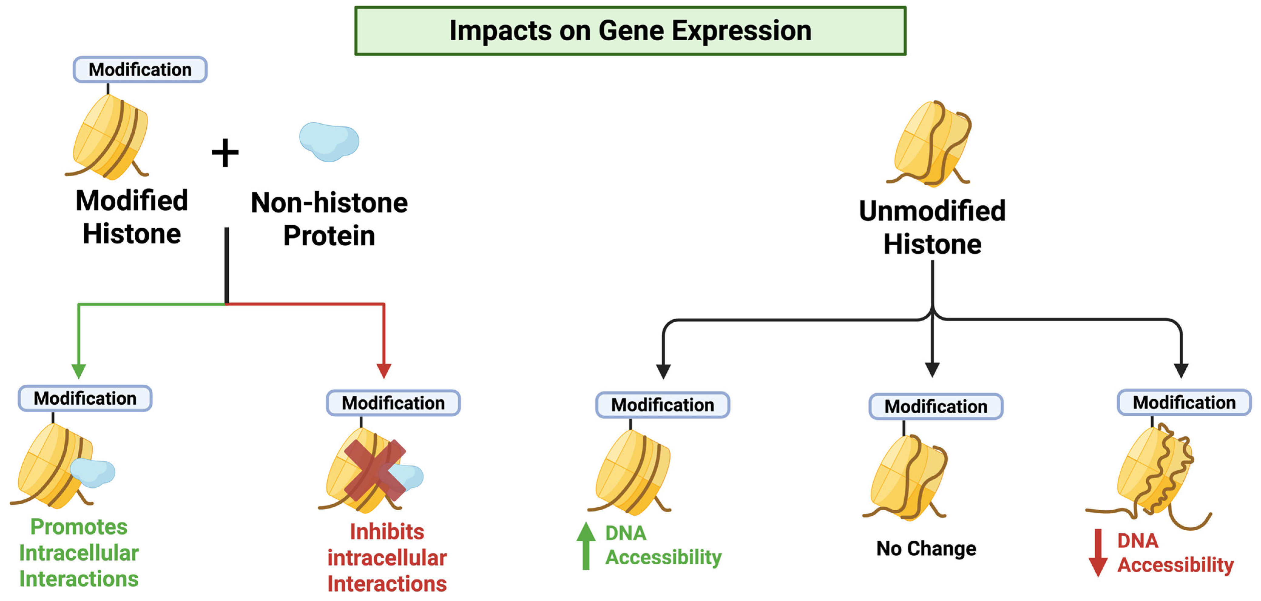 Understanding Epigenetics and Its Role in Trauma Transmission: Primer ...