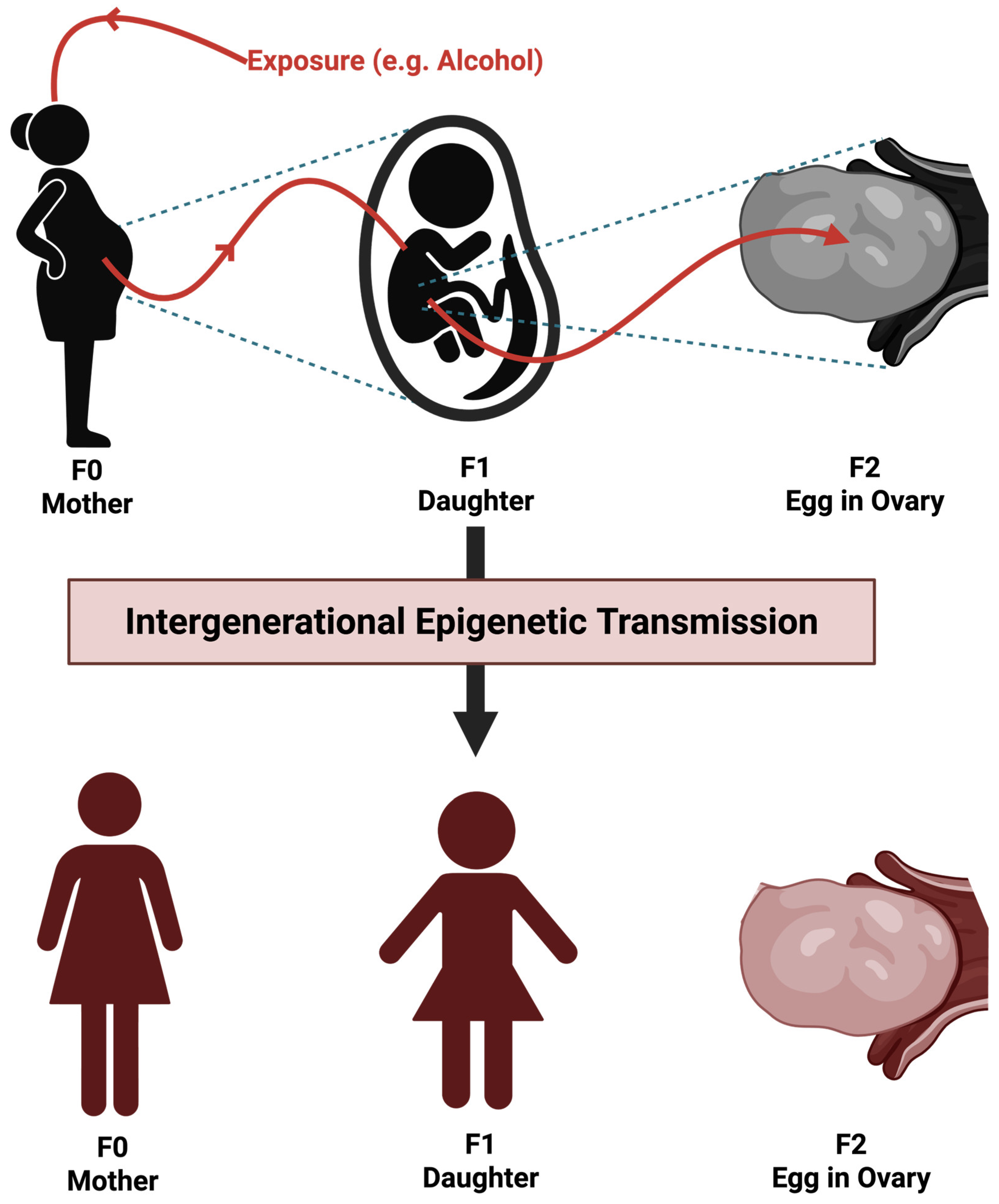 Understanding Epigenetics and Its Role in Trauma Transmission: Primer ...