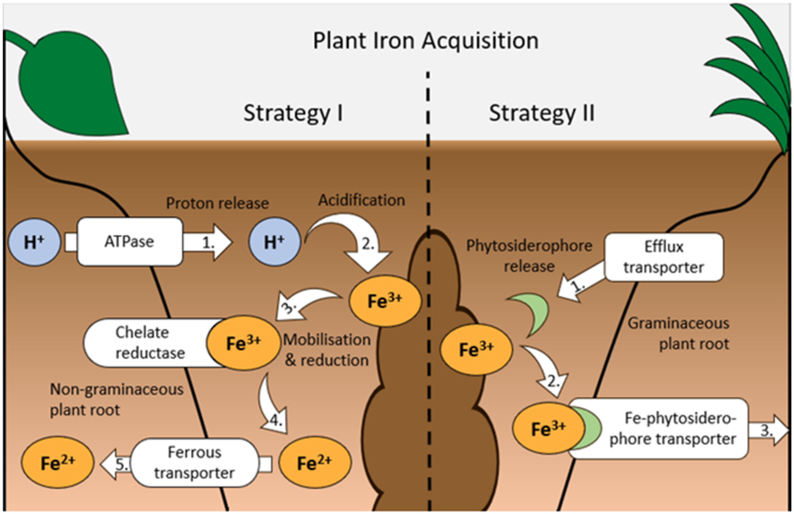 Soil Systems Free Full Text Micronutrients In Food Production What 