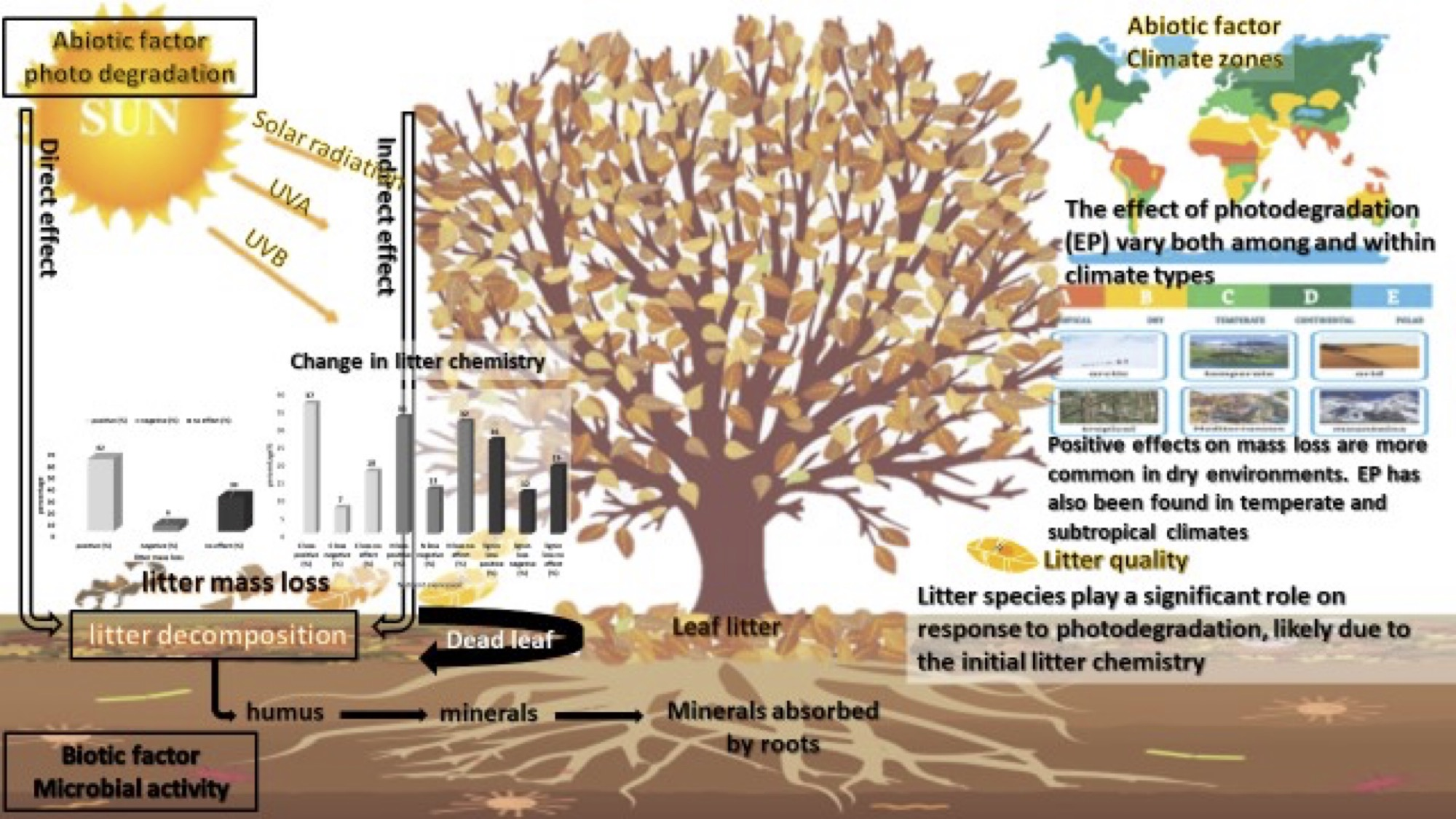 Systems | Full-Text | Photodegradation Its Effect on Litter Decomposition in Terrestrial Ecosystems: A Systematic Review