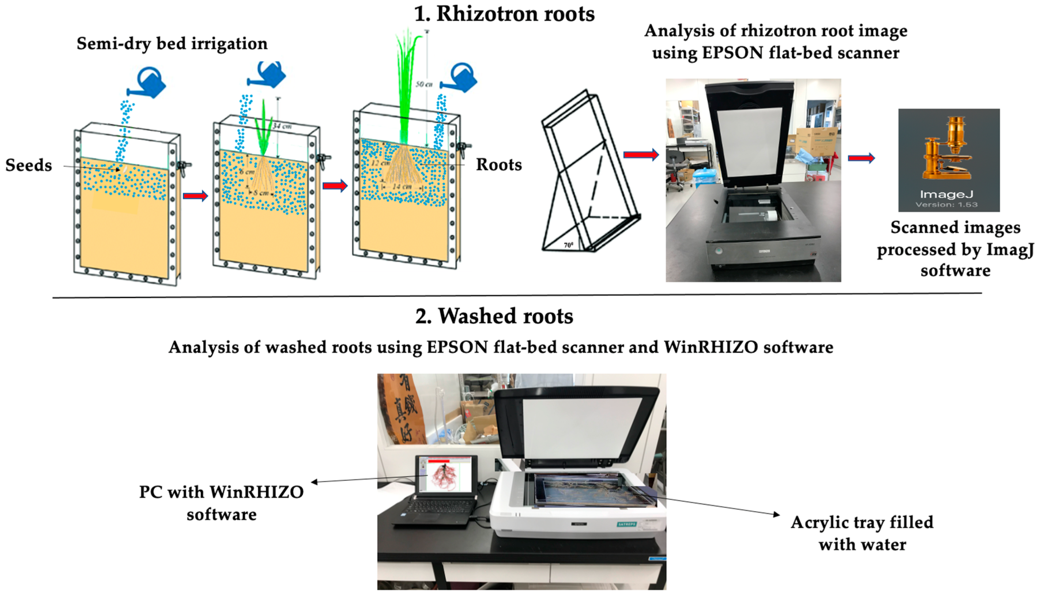 Root Density Scanner Rice Root Reactions to Soil Amendments and Enhanced Soil Water ...
