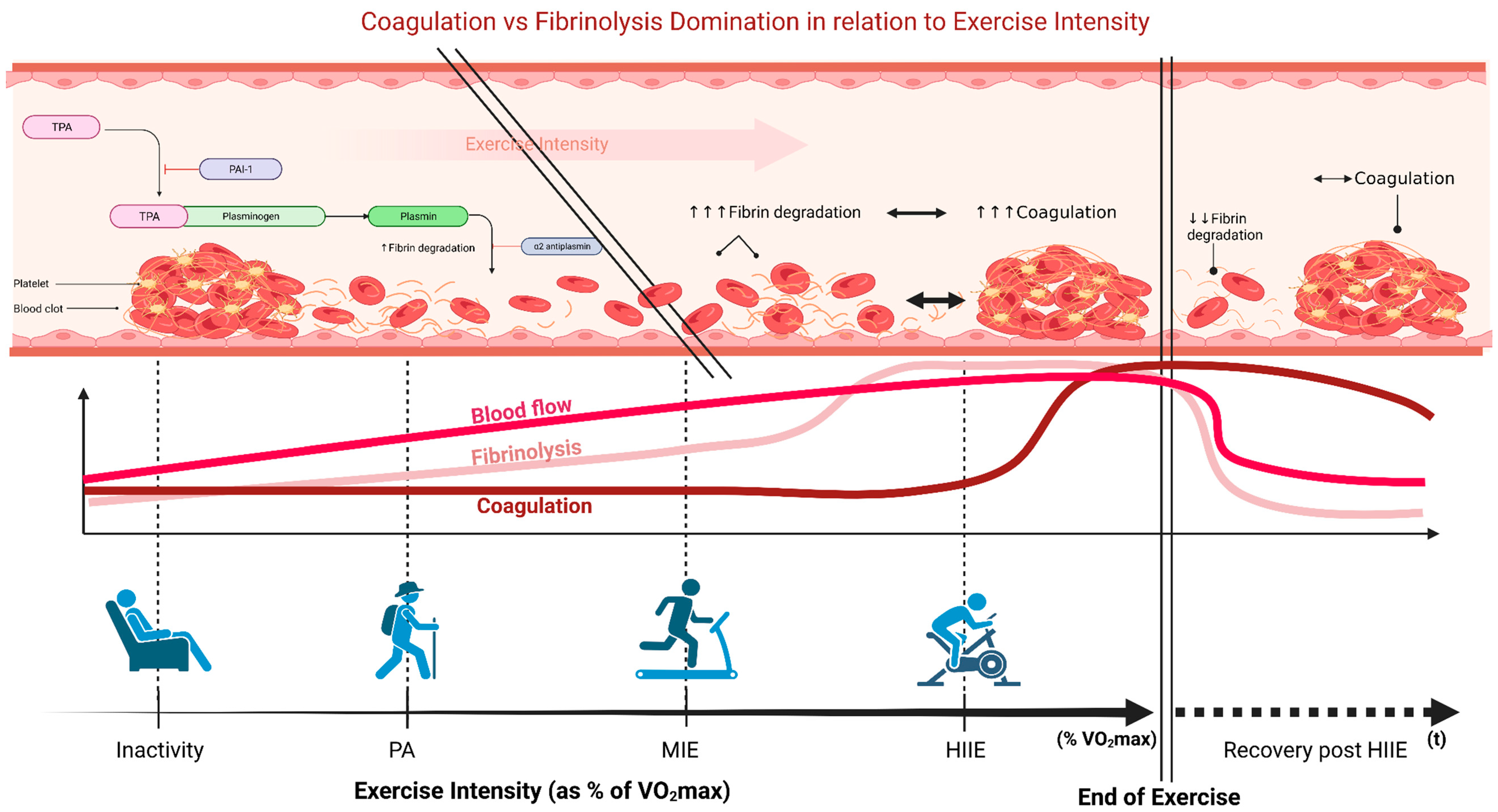 PDF) Breast Cancer Mortality vs. Exercise and Breast Size in Runners and  Walkers