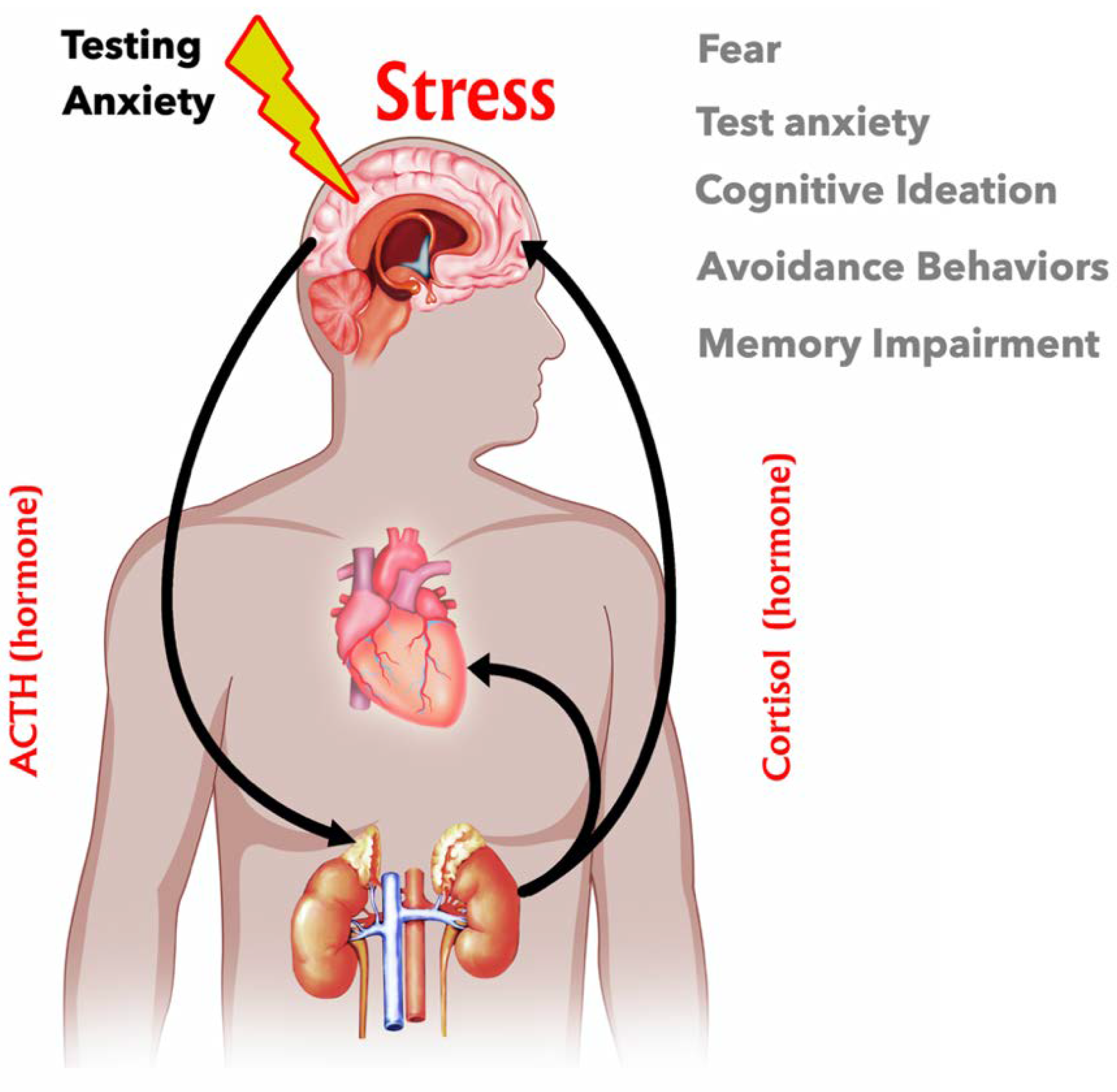 Stress & Adrenal Hormone Testing