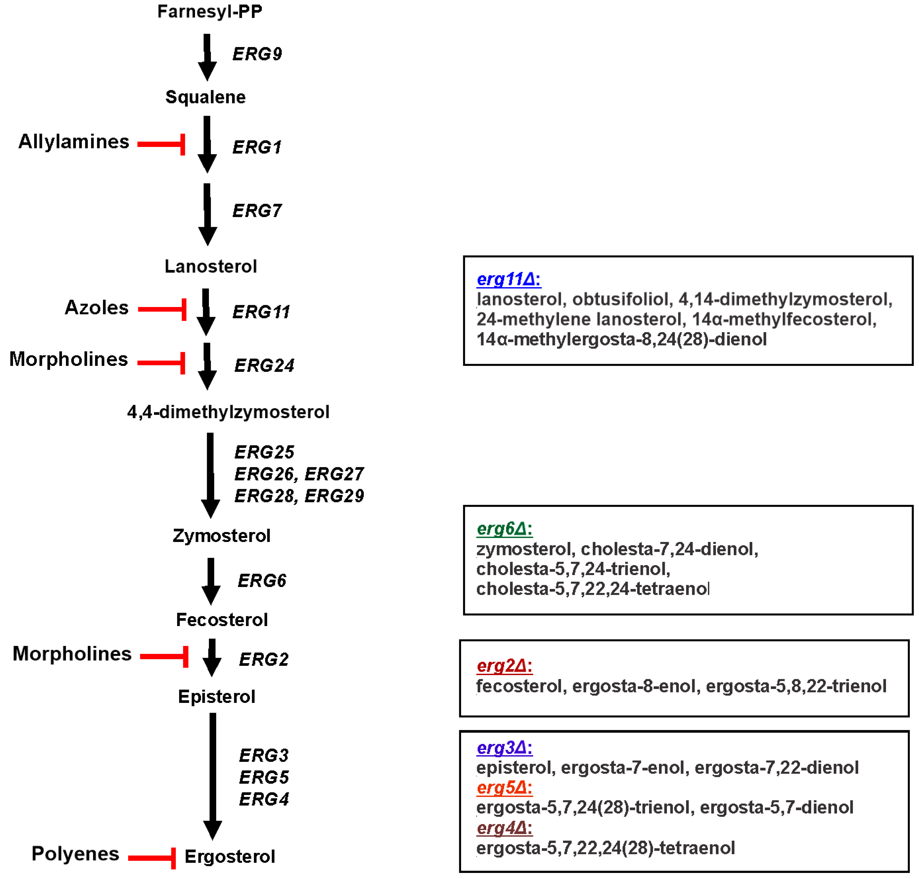 Ergosterol Biosynthesis and Regulation Impact the Antifungal Resistance ...