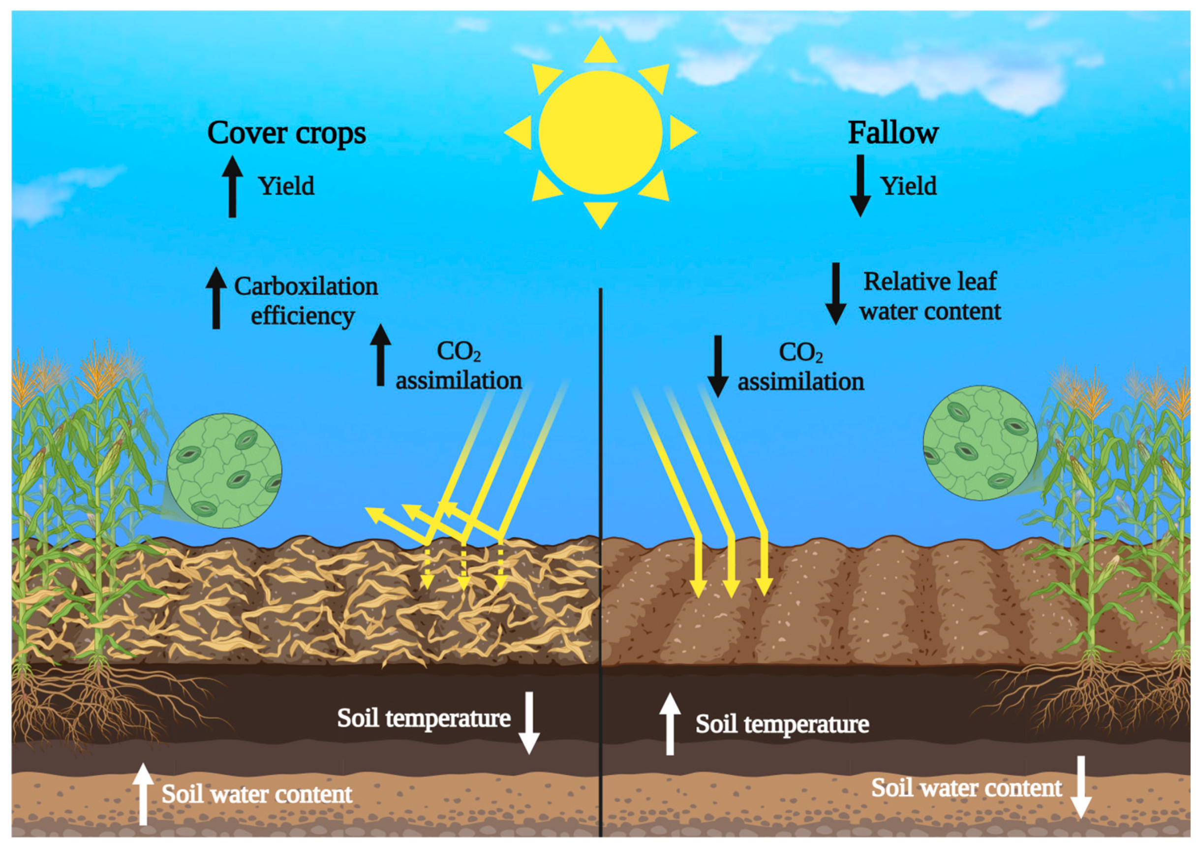 Maize Morphophysiological Changes Modulated by Cover Crops 