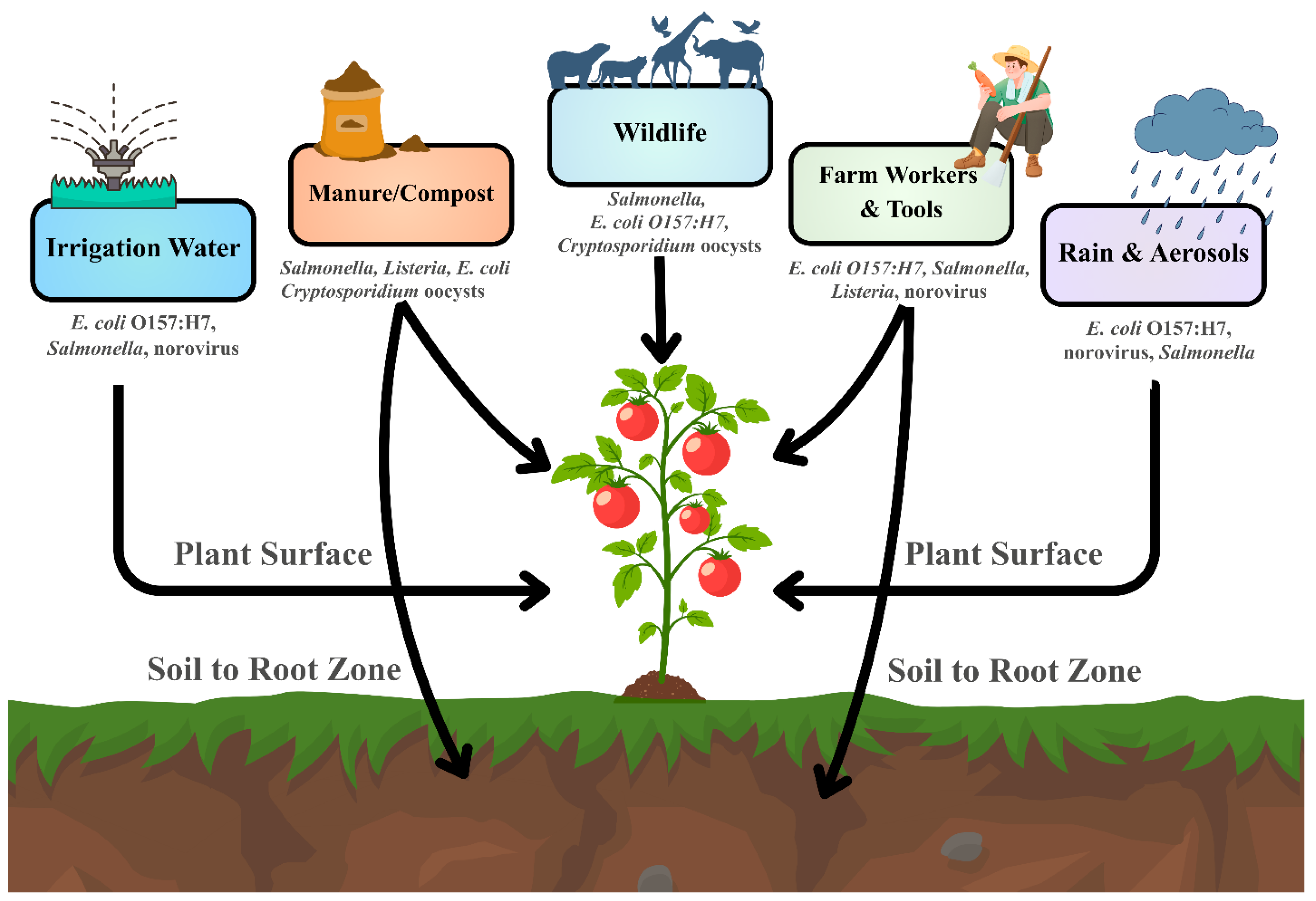 From Gut to Green: Cross-Kingdom Adaptation of Human Pathogens in Plant ...