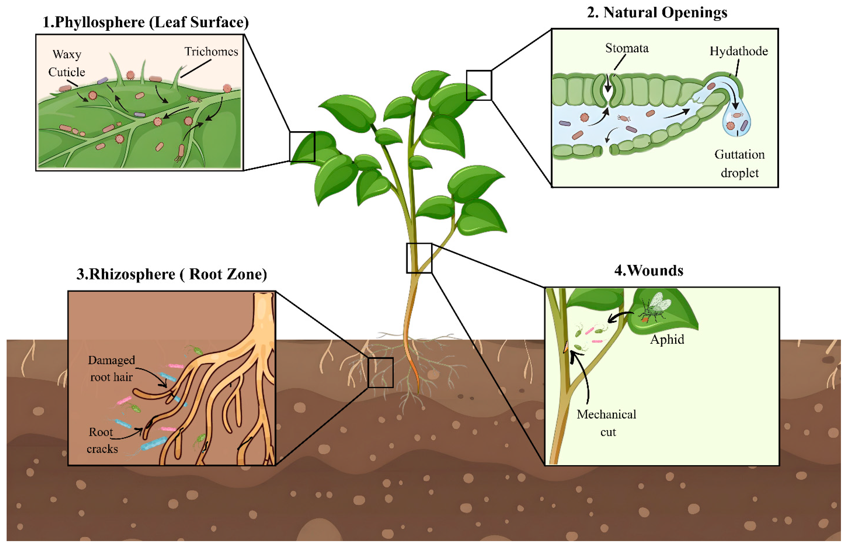 From Gut to Green: Cross-Kingdom Adaptation of Human Pathogens in Plant ...