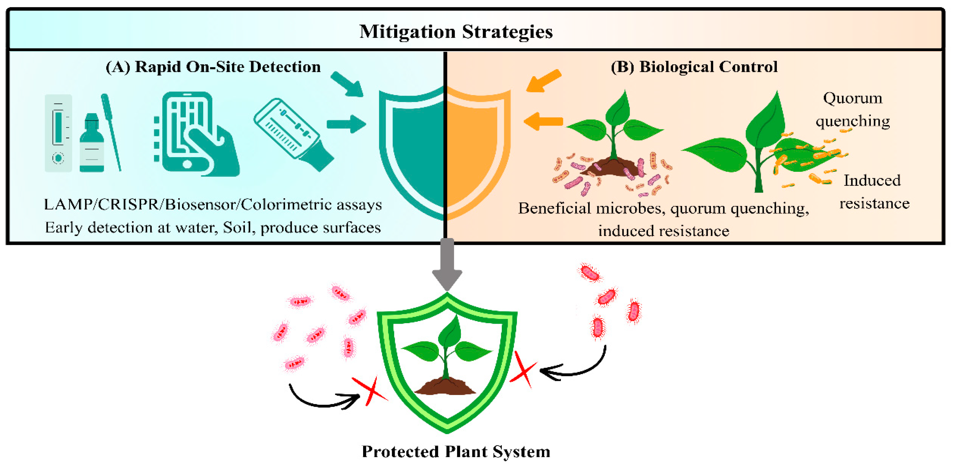 From Gut to Green: Cross-Kingdom Adaptation of Human Pathogens in Plant ...