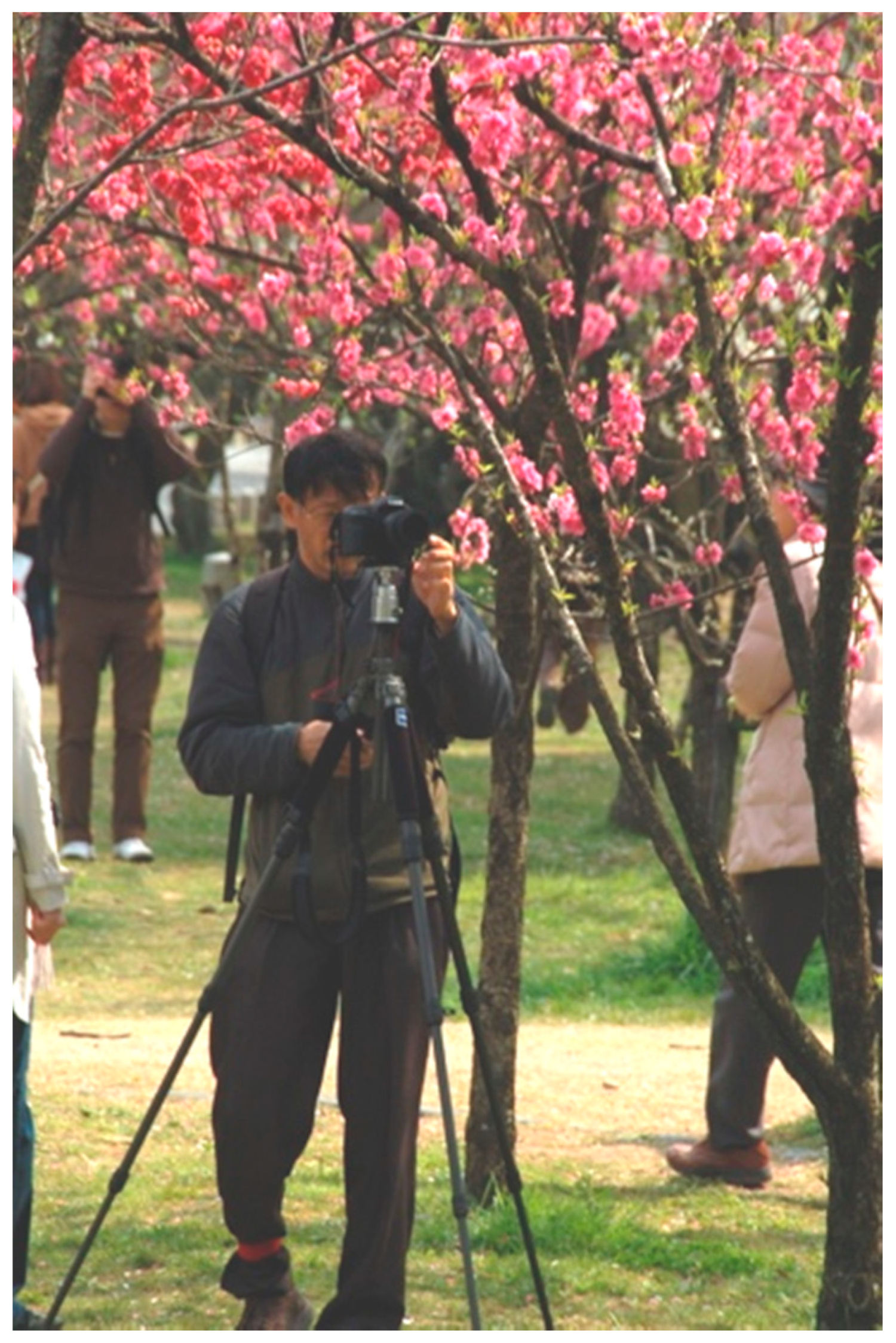 Cherry Blossom Odyssey  Visit Japan for cherry blossom season