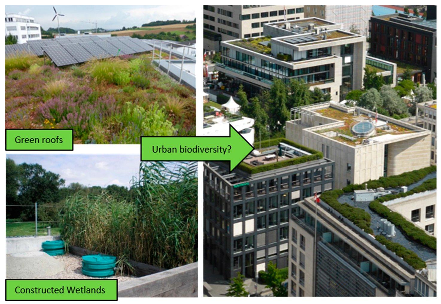 I. Introduction to Green Roofs for Erosion Control and Biodiversity