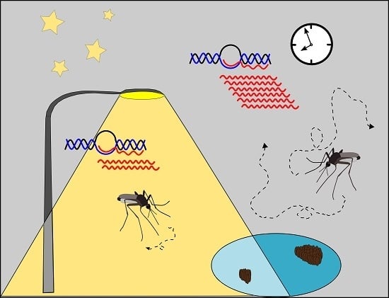Sustainability | Free Full-Text | Artificial Light at Night Influences  Clock-Gene Expression, Activity, and Fecundity in the Mosquito Culex  pipiens f. molestus