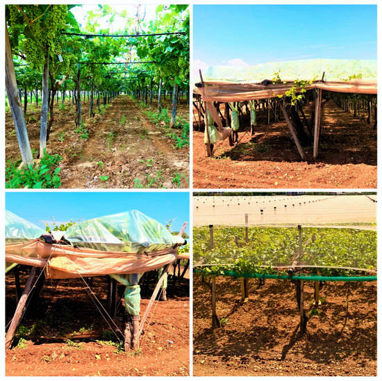 Shade cloth- need, purpose and options - Sustainable Macleod