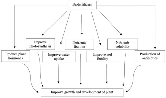 Sustainability | Free Full-Text | Microbes as Biofertilizers, a ...