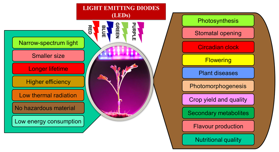 UV-to-red light converting films accelerate plant growth, could help  improve global food supply issues