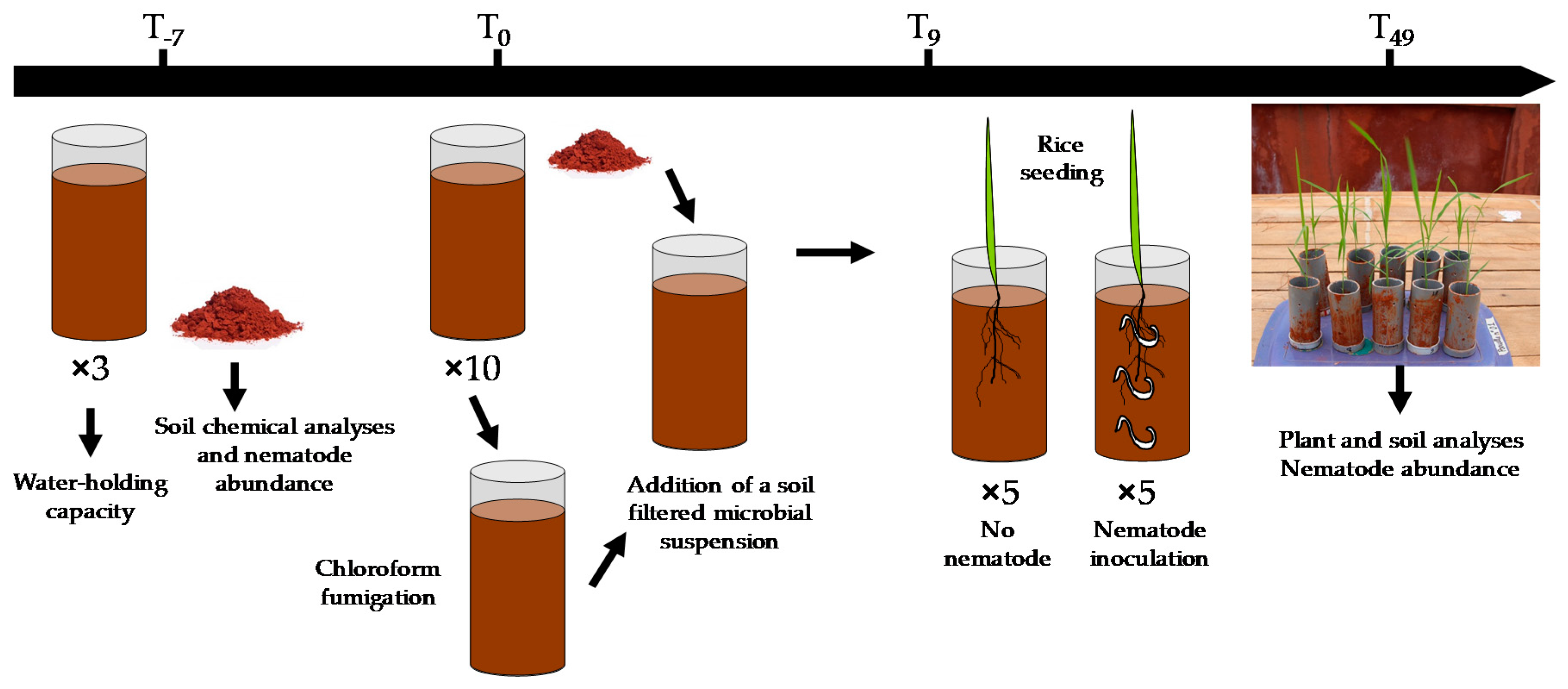 Sustainability | Free Full-Text | Agricultural Practices Modulate the  Beneficial Activity of Bacterial-Feeding Nematodes for Plant Growth and  Nutrition: Evidence from an Original Intact Soil Core Technique