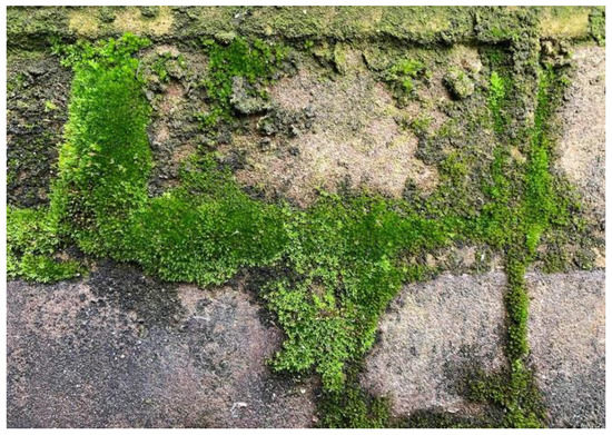 How to Grow Moss on Stone? Step-By-Step Guide - Conserve Energy Future