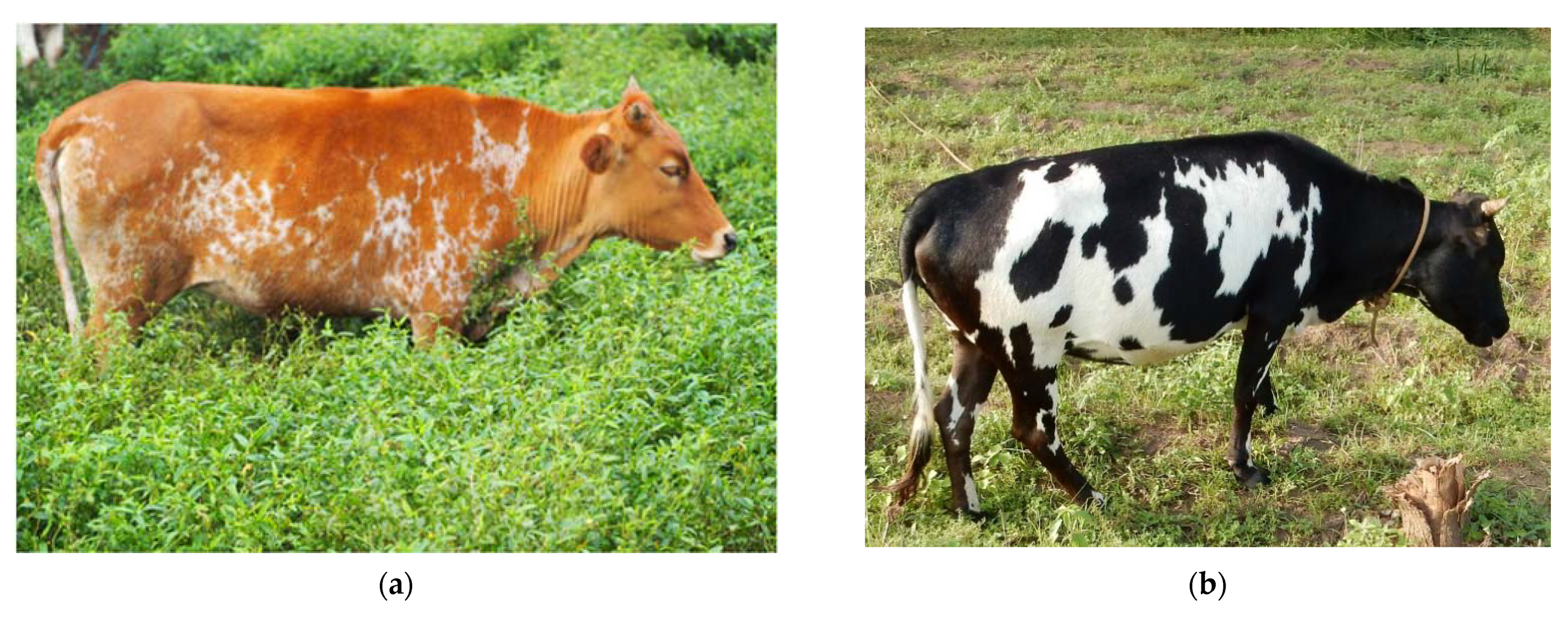 Sustainability | Free Full-Text | Sustainable Management of Animal Genetic  Resources to Improve Low-Input Livestock Production: Insights into Local  Beninese Cattle Populations