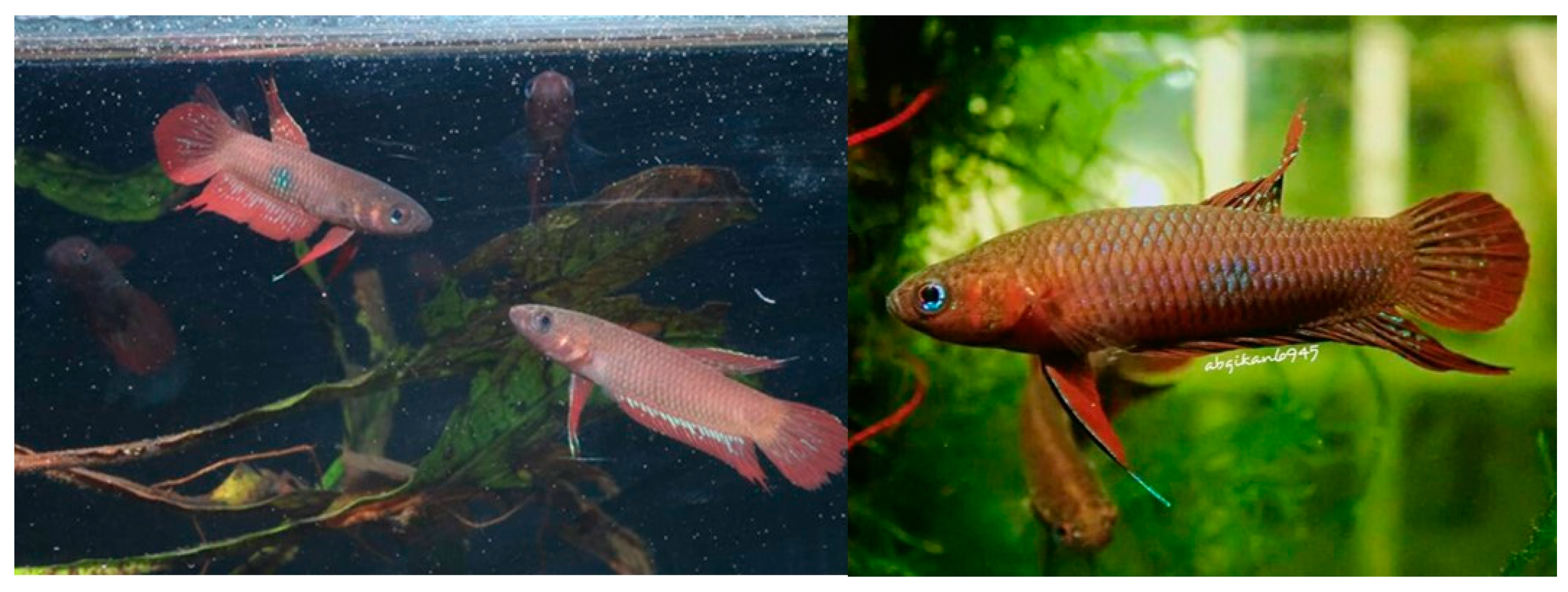 Sustainability Free Full-Text Fish Hobbyists Willingness to Donate for Wild Fighting Fish (Betta livida) Conservation in Klang Valley