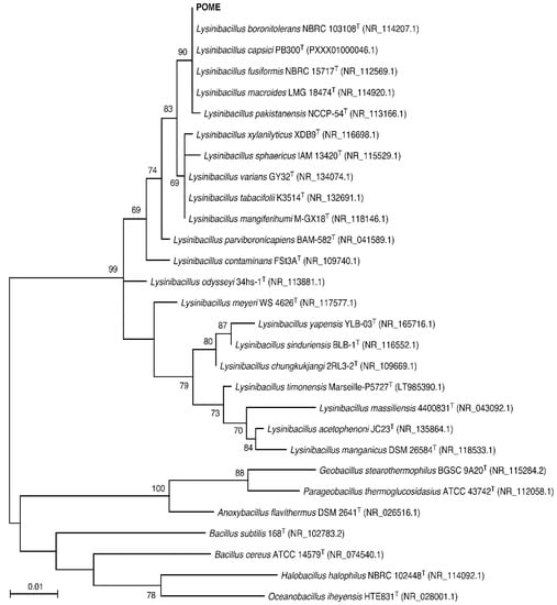 Sustainability | Free Full-Text | Fermentation of Palm Oil Mill ...