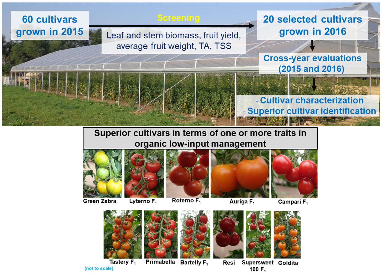 2018 Tomato Harvest - A Look at Ten Varieties and the Challenges They Faced