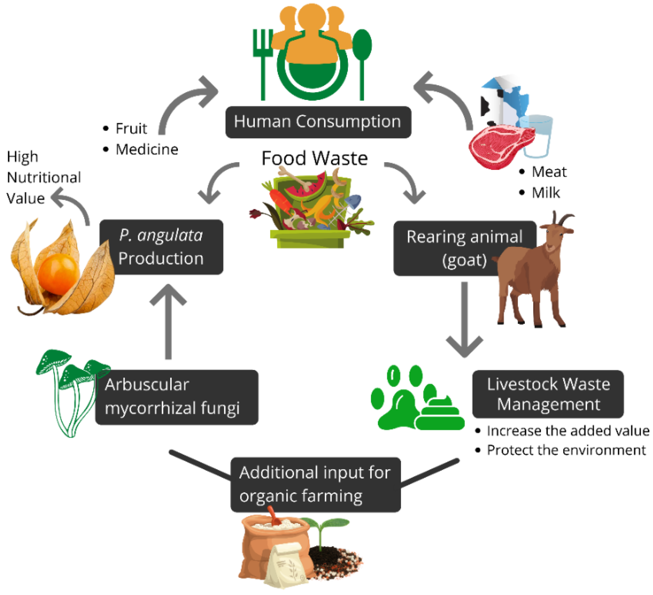 Sustainability | Free Full-Text | Alternatives for Circular Bioeconomy in  Organic Farming under Excessive Nutrients (Goat manure and Arbuscular  Mycorrhizal Fungi): A Case Study in Indonesia