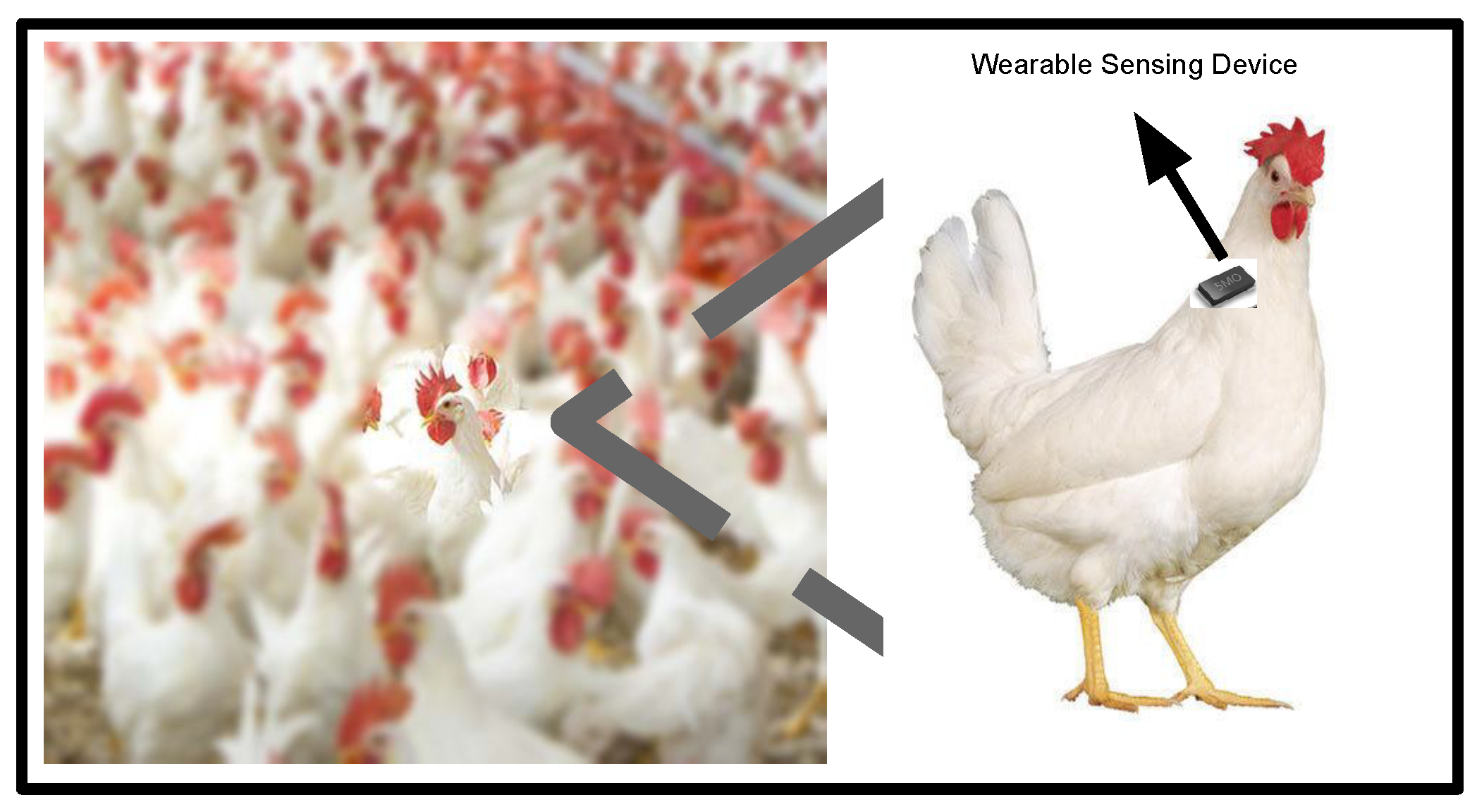 V. Best Practices for Raising Hens for Pest Control