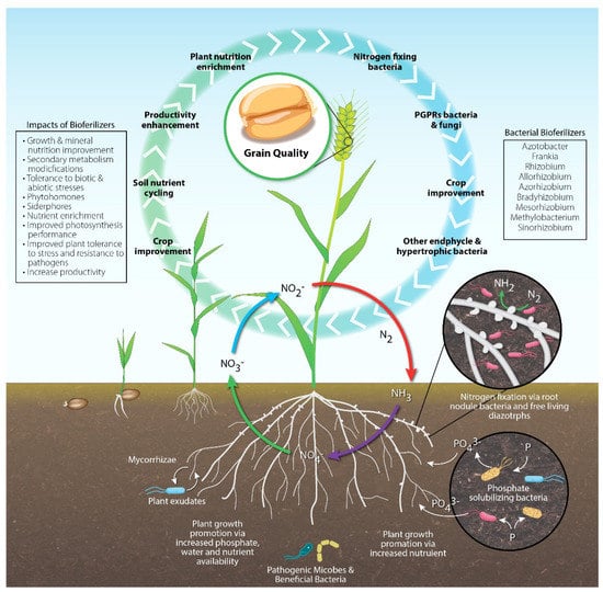 Sustainability | Free Full-Text | Effect of Biofertilizer in Organic ...