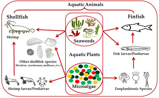 Sustainability | Free Full-Text | Aquatic Plants and Aquatic Animals in the  Context of Sustainability: Cultivation Techniques, Integration, and Blue  Revolution
