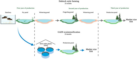 Key Performance Indicators of Common Carp (Cyprinus carpio L ...
