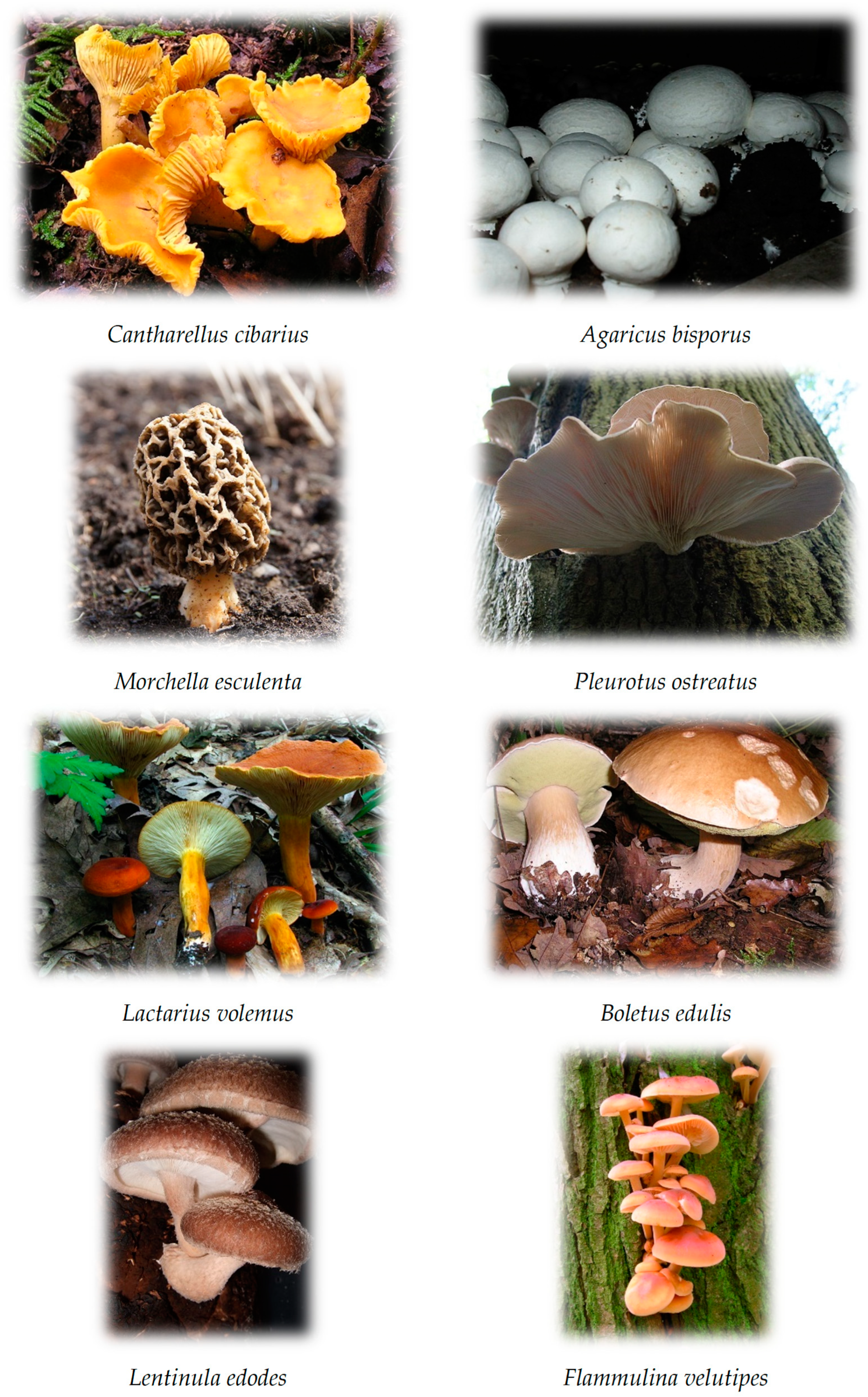 edible mushrooms pictures