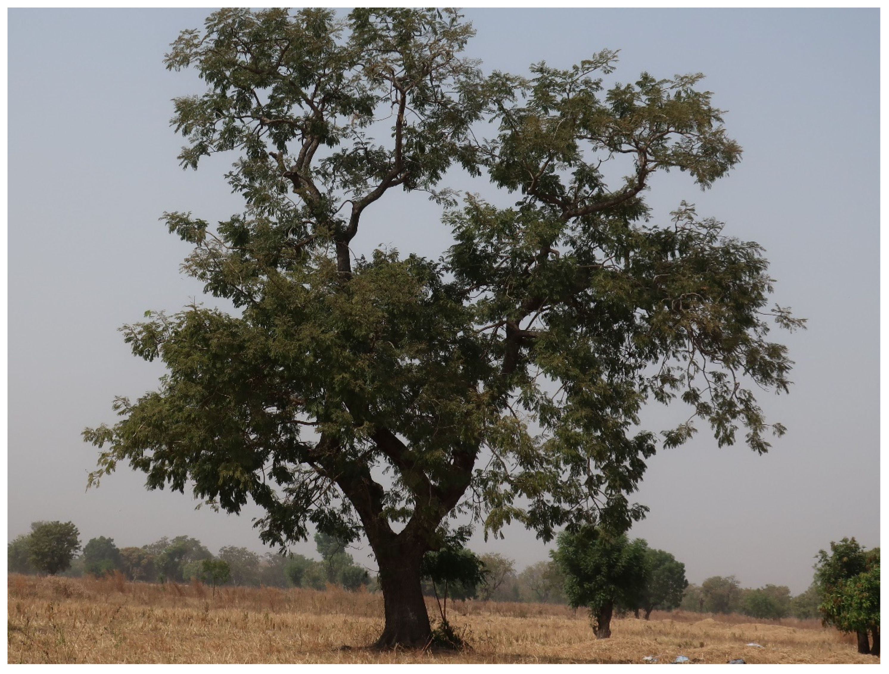 Sustainability | Free Full-Text | Strategies to Promote Sustainable  Development: The Gendered Importance of Addressing Diminishing African  Locust Bean (Parkia biglobosa) Resources in Northern Ghana’s  Agro-Ecological Landscape