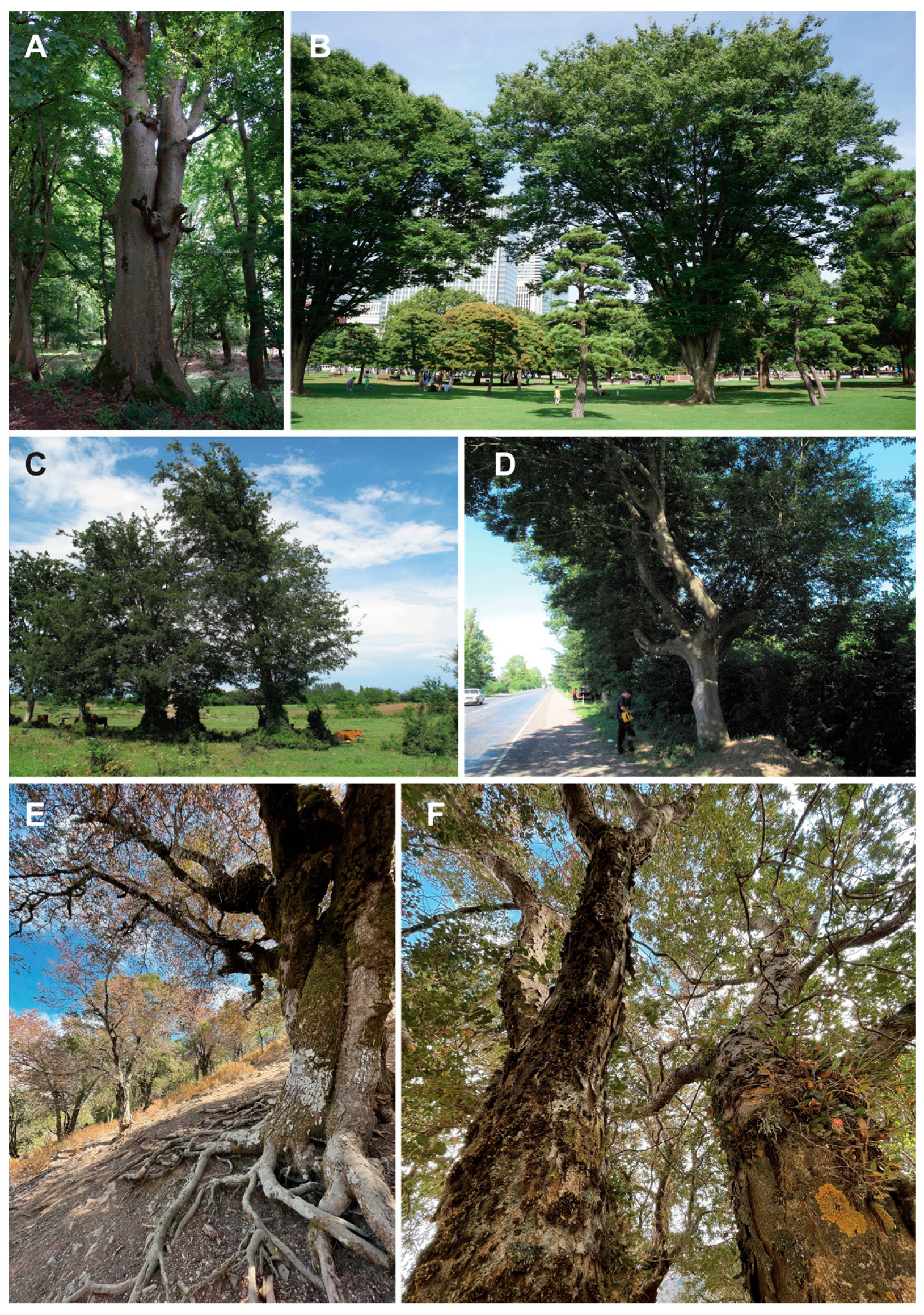 15 arbres remarquables à protéger