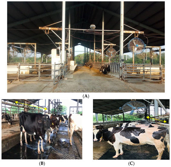 Sustainability | Free Full-Text | On-Farm Water Use Efficiency: Impact of  Sprinkler Cycle and Flow Rate to Cool Holstein Cows during Semi-Arid Summer