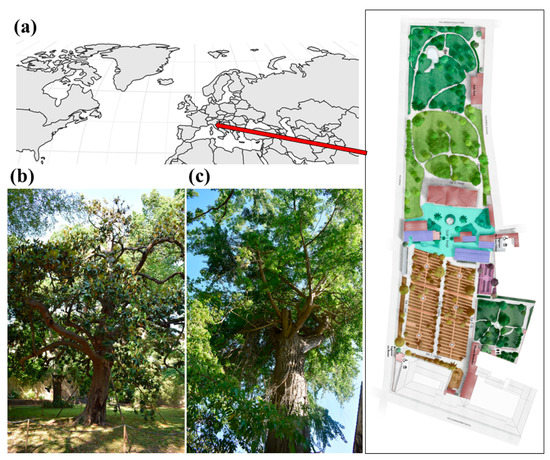 The Trees of the Pisa Botanic Garden under Climate Change Scenarios ...