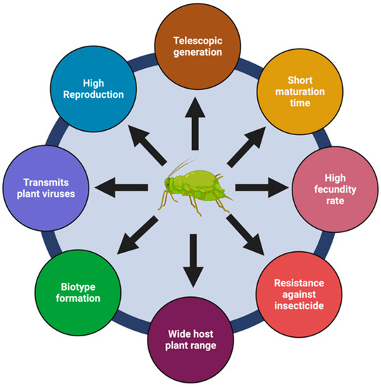 Sustainability | Free Full-Text | Peach–Potato Aphid Myzus persicae ...