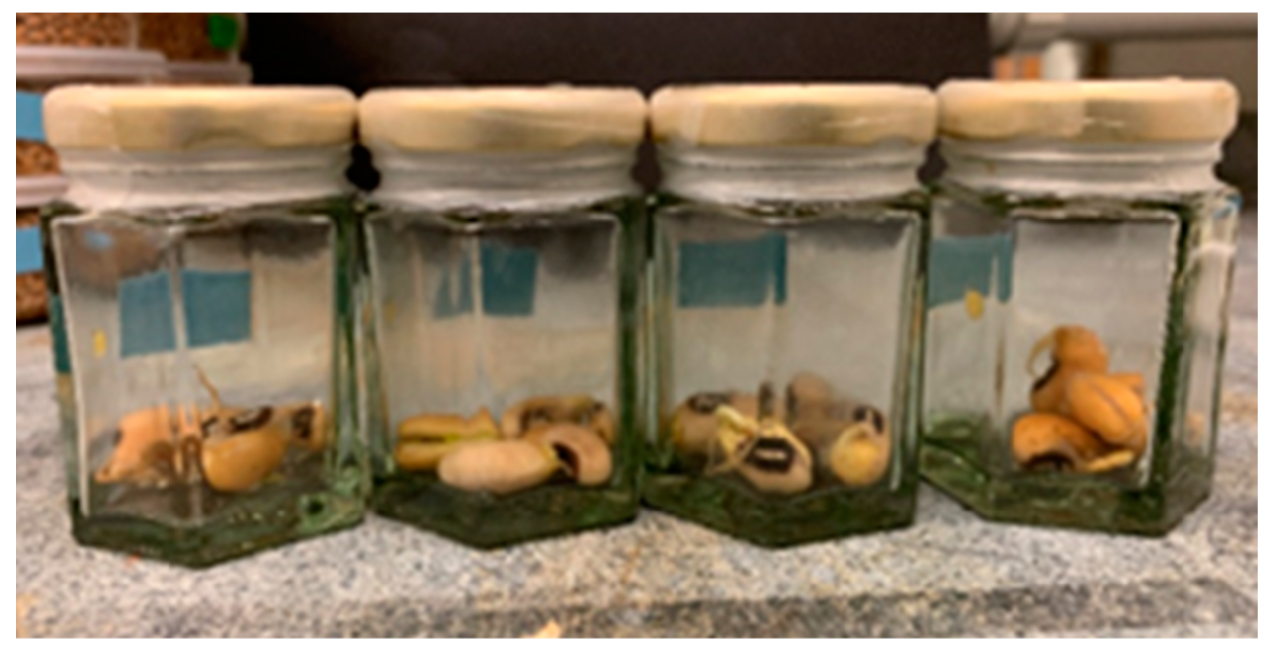 Plastic Wide Mouth Jars - Paramount Global