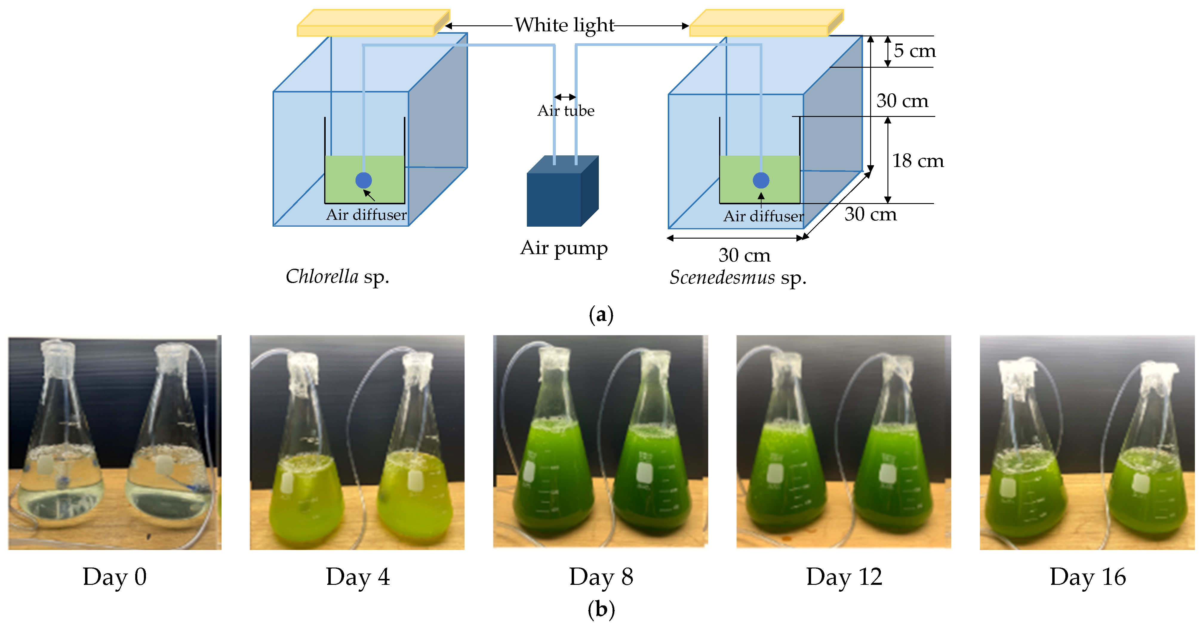 Enhancing CO2 Sequestration Through Corn Stalk Biochar-Enhanced Mortar ...