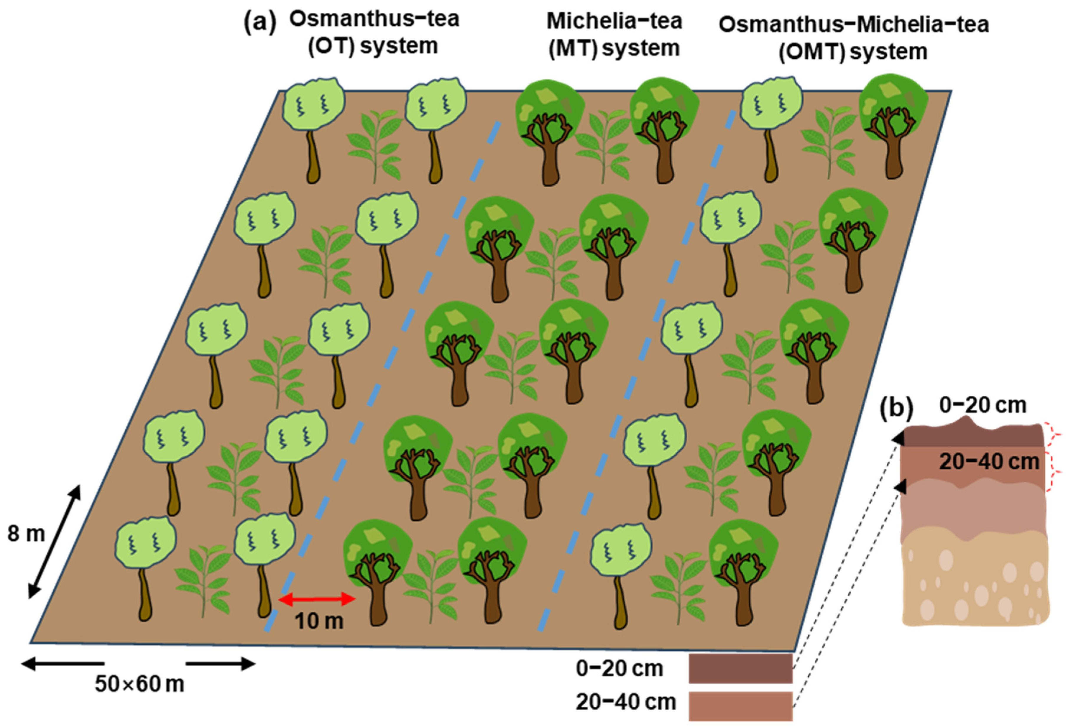 Effects of Agroforestry Intercropping on Tea Yield and Soil Biochemical ...