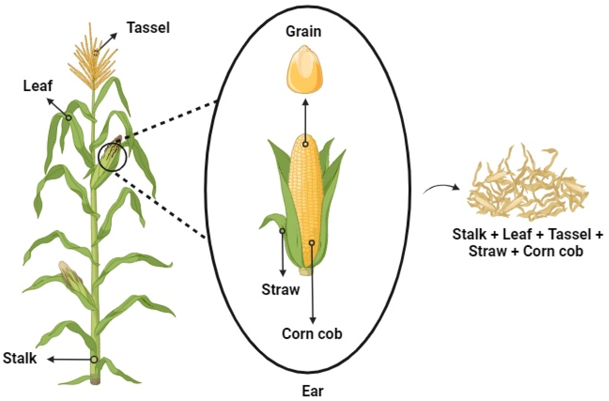 Cornification Process Effect of Steam Explosion Pretreatment on Improving Enzymatic ...