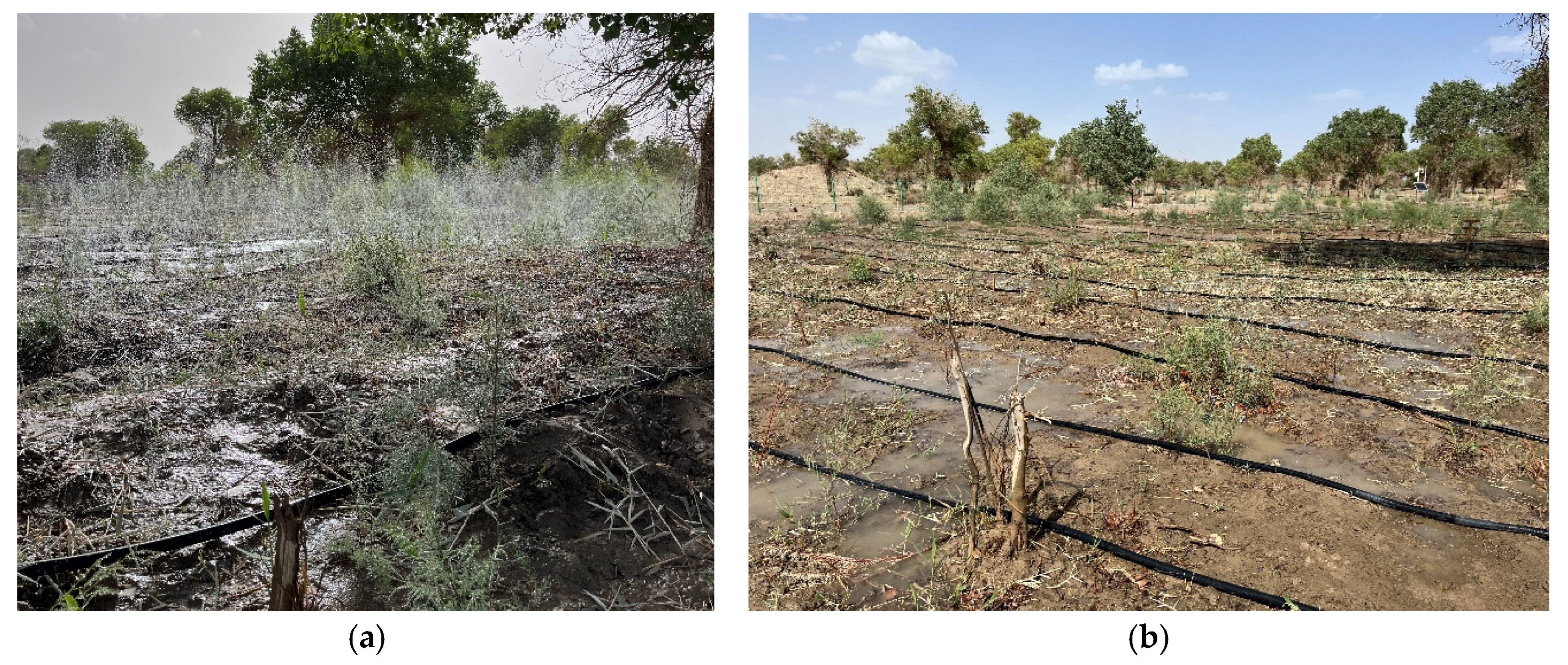 Optimizing Ecological Water Use: Simulation of Soil Water Transport in ...