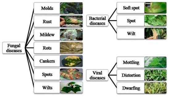 Symmetry | Free Full-Text | Categorizing Diseases From Leaf Images ...