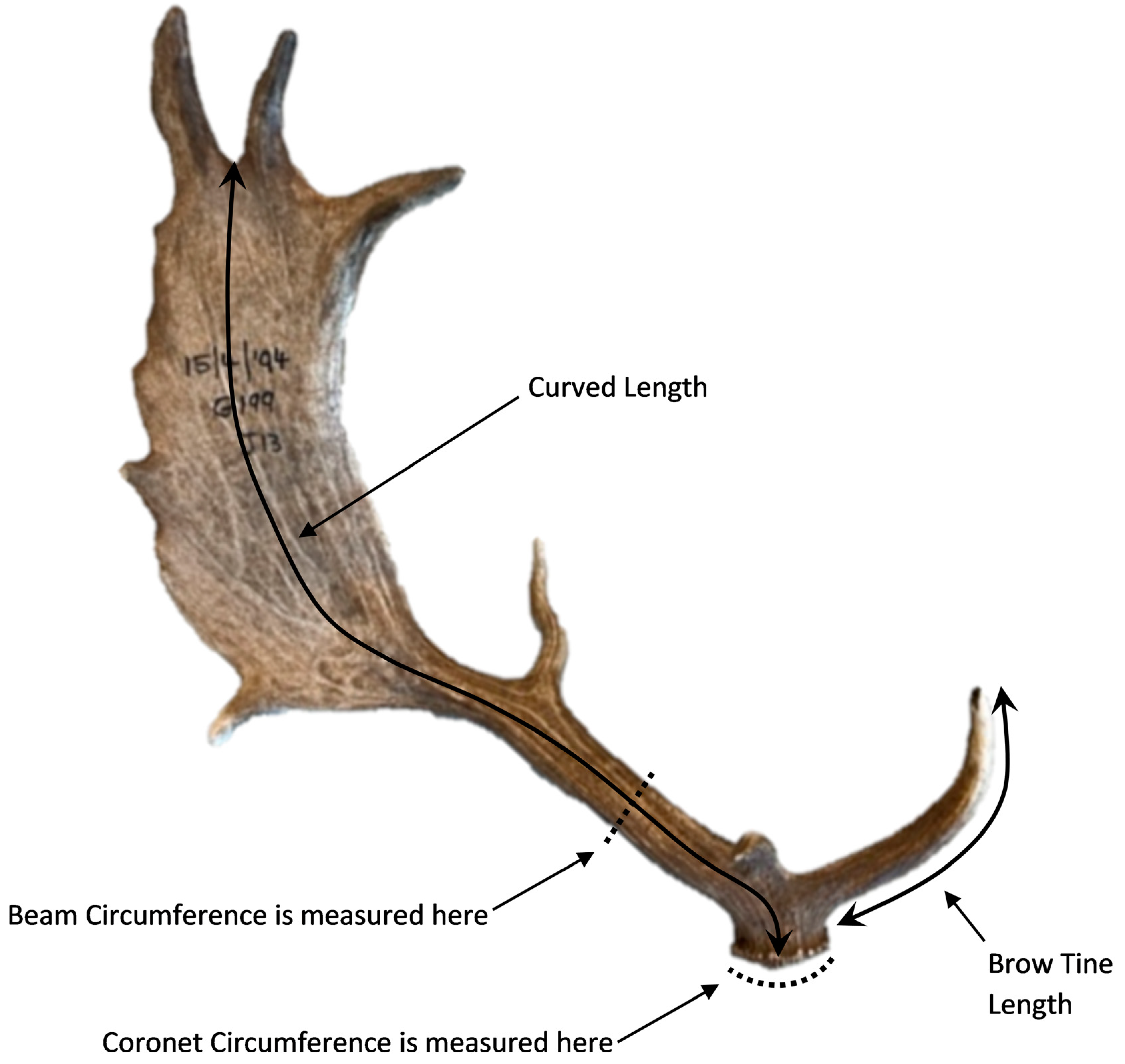 Sampling technique for adult deer antlers: the antler bone was cut at