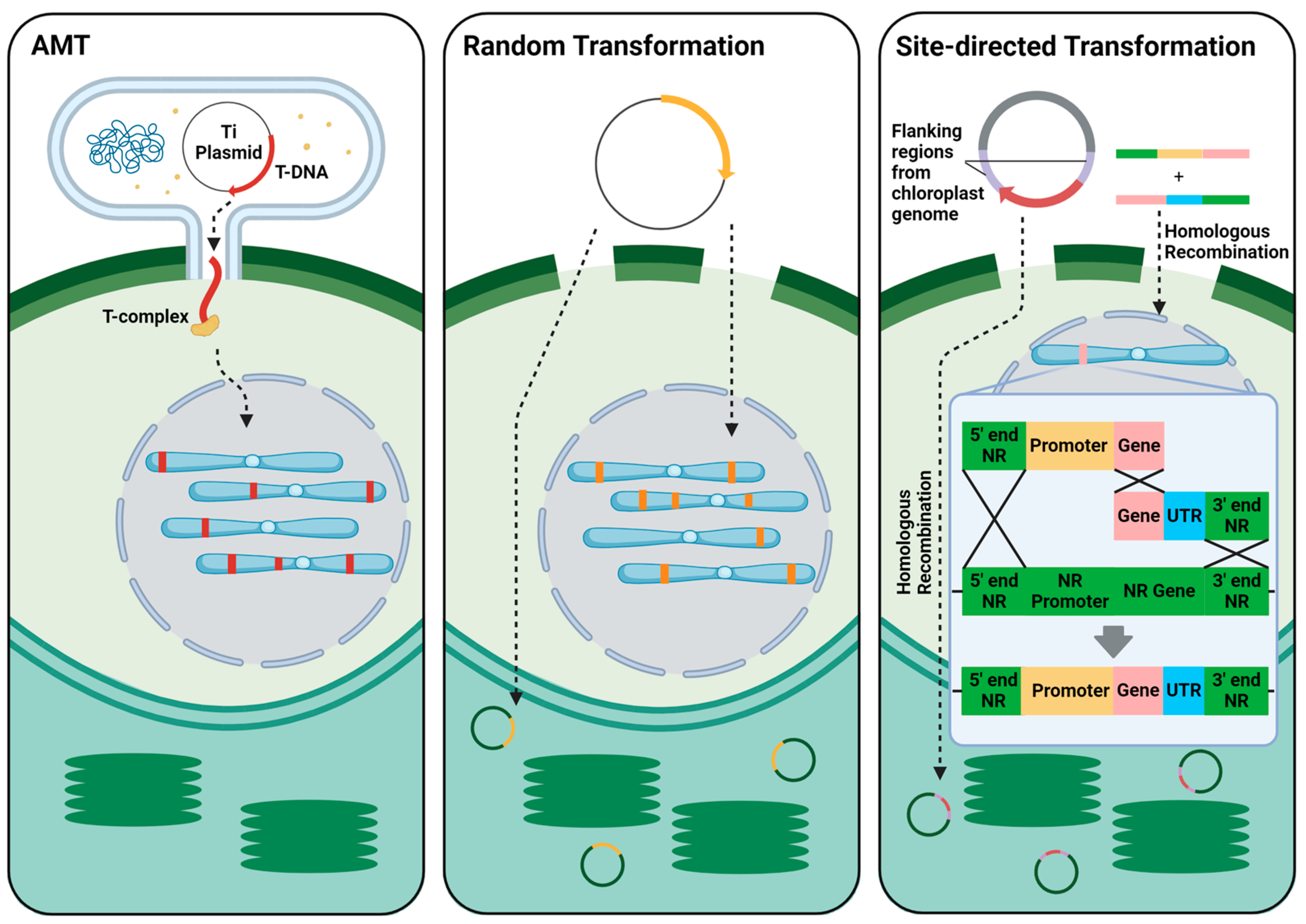 SynBio | Free Full-Text | Recombinant Protein Expression And Its ...