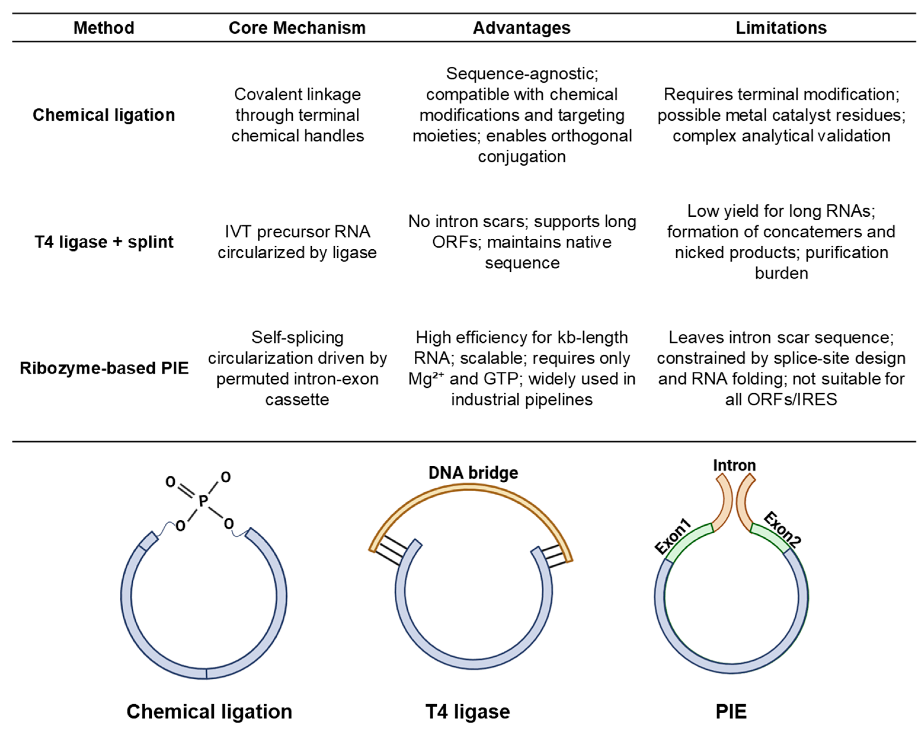 Linear Rna Synthetic Strategies for Linear and Circular RNA