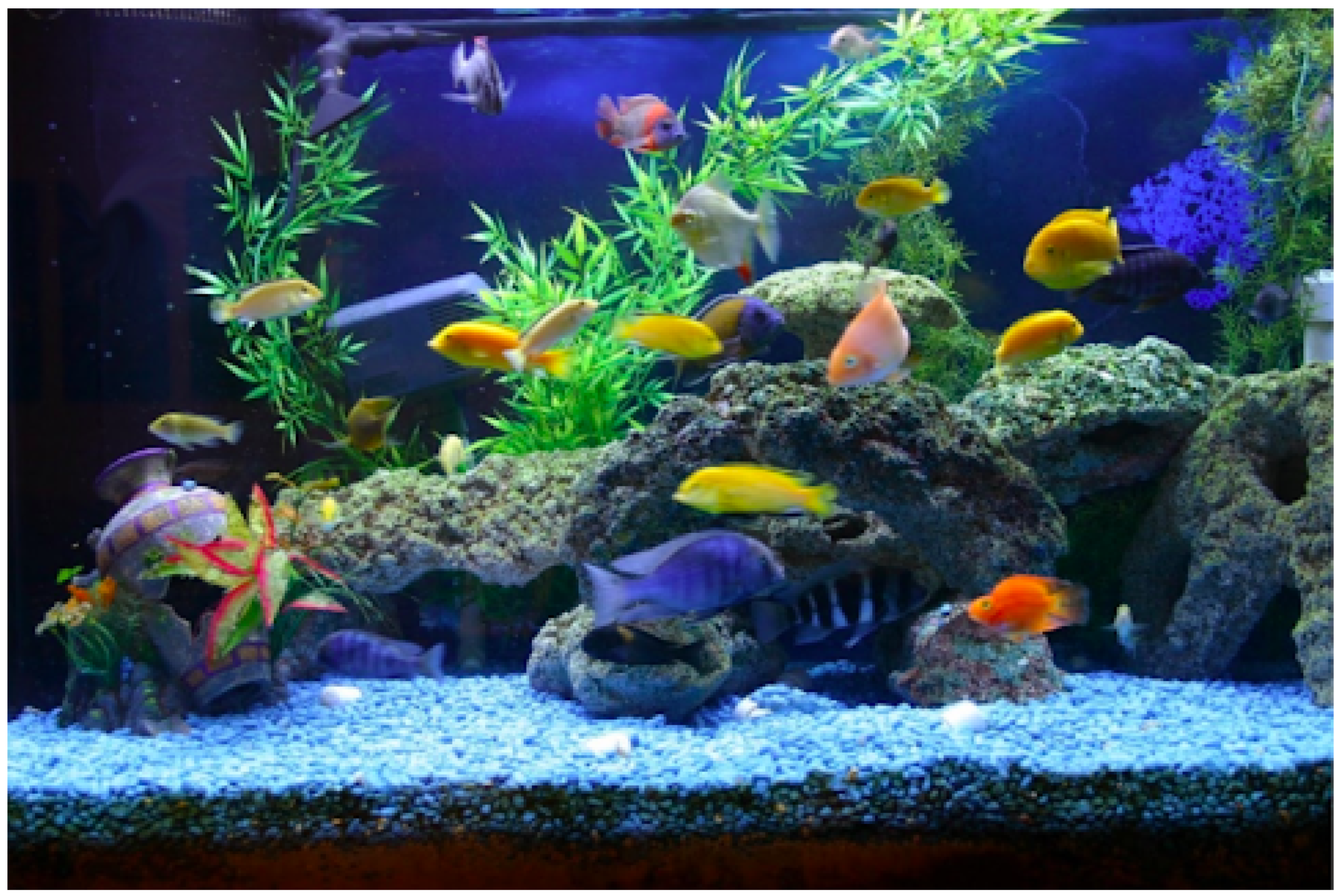 AQUA DELLA décoration pour aquarium 47,5 x 9,5 x 17 cm