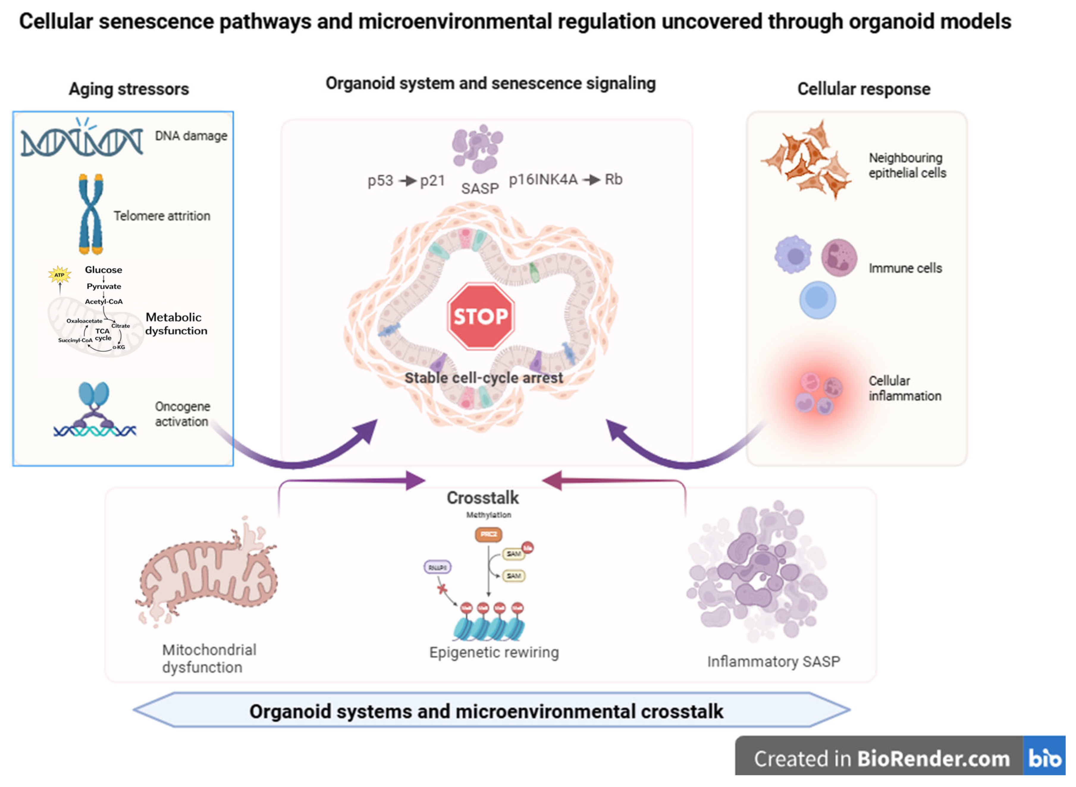 Aging in 3D: Organoid Systems as Models to Uncover Cellular Senescence ...