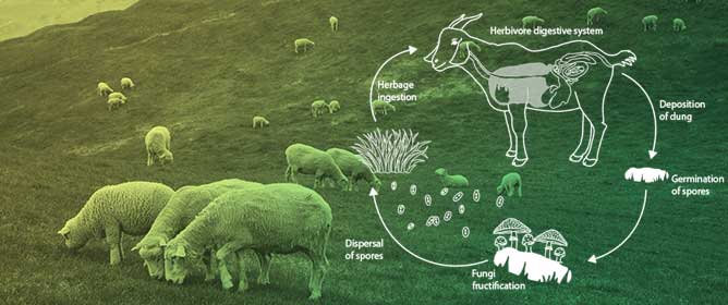 On the Use of Spores of Coprophilous Fungi Preserved in Sediments to Indicate Past Herbivore Presence