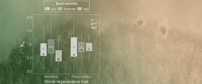 Comparison of Physical-Based Models to Measure Forest Resilience to Fire as a Function of Burn Severity