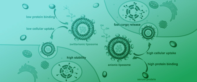Tuning Liposome Stability in Biological Environments and Intracellular Drug Release Kinetics